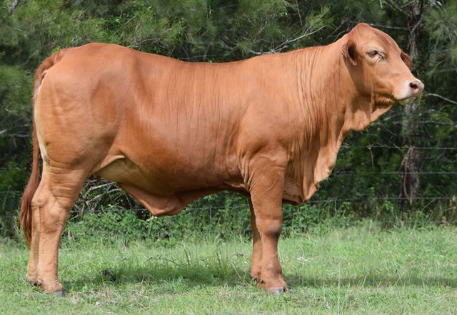 Bryvonlea Princess Marigold